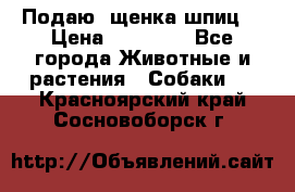 Подаю. щенка шпиц  › Цена ­ 27 000 - Все города Животные и растения » Собаки   . Красноярский край,Сосновоборск г.